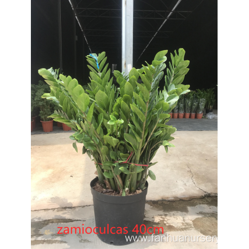 Zamioculcas zamiifolia in lower price